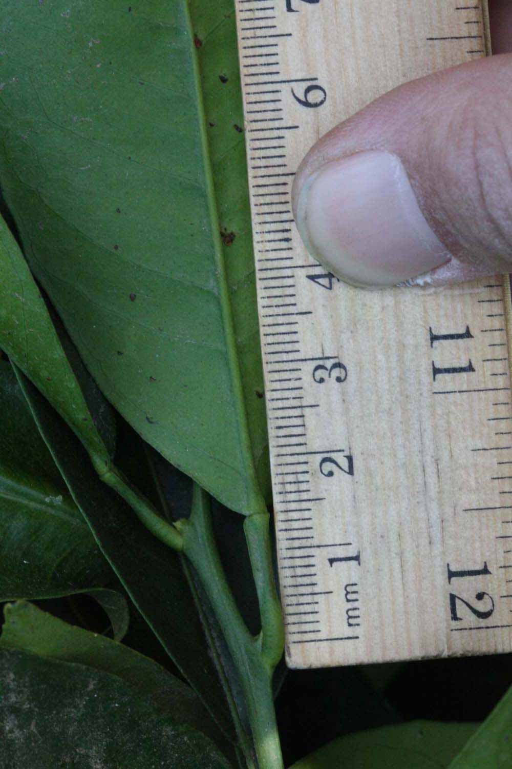              Unifoliolate leaf (Riverside, CA)       